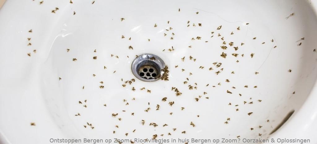 Rioolvliegjes in huis Bergen op Zoom? Oorzaken & Oplossingen